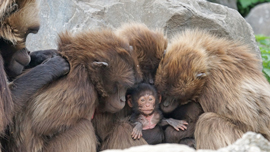 動物園のライブ動画でより動物に詳しくなる